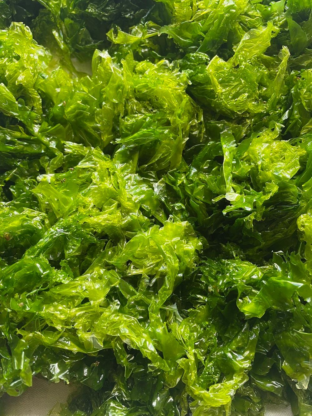 Premium seaweed cultivation — sustainable ocean farming